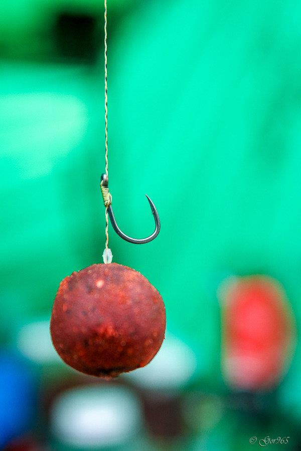 Cupa Toamnei !  8 - 11 octombrie 2015 - gor4724.jpg